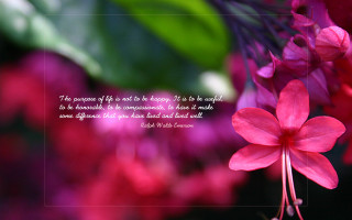 Pink flower quote on it - a pointillism painting free wallpaper