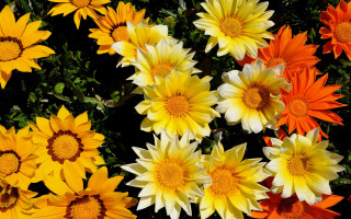 Yellow orange flower garden puzzle - a garden area free wallpaper
