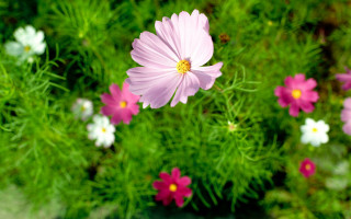 Pink flower field blurry background 4 - free spring wallpaper
