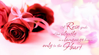 Two roses pink ribbon white 2 - romantic free wallpaper for desktop