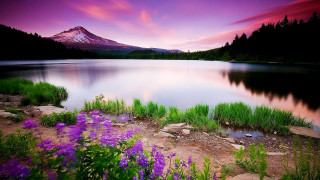 Mountain lake purple flowers foreground 2 - a lake in the foreground free wallpaper