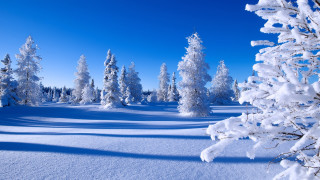 Snowy landscape trees snowy ground - free winter wallpaper for desktop