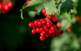 Red berries green leaves christmas - red berry free wallpaper for desktop