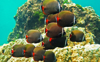 Coral reef fish urban nature - a group of fish swimming free wallpaper