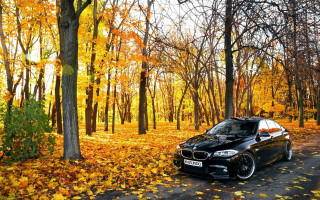 Black car woods autumn leaves - fedot sychkov free wallpaper