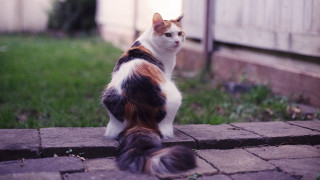 Cat brickwalkway grass fence photorealism - a brick walkway free wallpaper