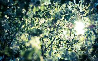 Tree sun leaves lens flare - a bright sun in the background free wallpaper