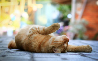 Cat laying on back blurry 2 - photography free wallpaper
