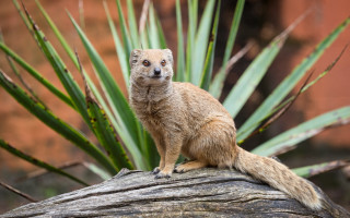 Small animal branch garden nature - top of a tree branch next free wallpaper