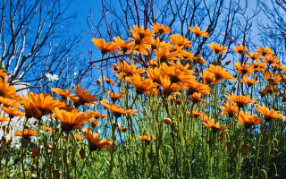 Orange flower field blue sky - orange flower free wallpaper for desktop