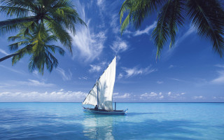 Sailboat ocean palm trees blue - a sailboat free wallpaper