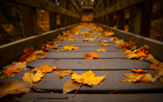 Wooden walkway autumn leaves bridge - wooden free wallpaper