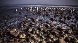 Birds rocky beach ocean group - a rocky beach next free wallpaper