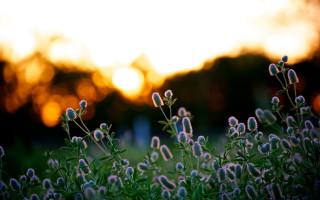 Flower field sunset blurry shallow - free sunset wallpaper