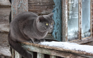 Cat snowy wooden ledge curious 2 - boris vladimirski free wallpaper