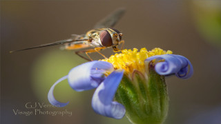Fly blue flower yellow background - eamon everall free wallpaper