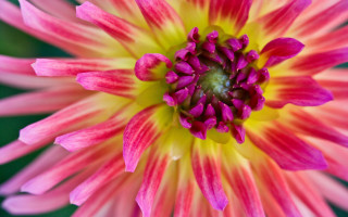 Pink yellow flower macro green - a yellow center in the center free wallpaper