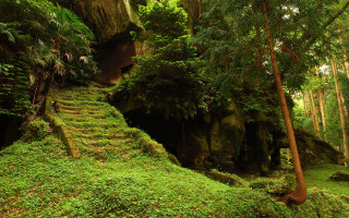 Lush green forest staircase cave 4 - a staircase free wallpaper