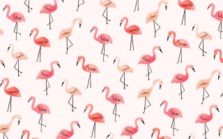 Flamingos group standing white background - a screenprint free wallpaper