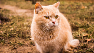 Sad cat looking camera blurry - furry free wallpaper for desktop