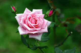 Pink rose green leaves blurry 9 - a pink rose free wallpaper