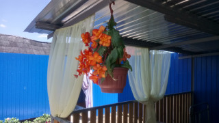 Hanging potted plant metal roof - a blue wall behind free wallpaper