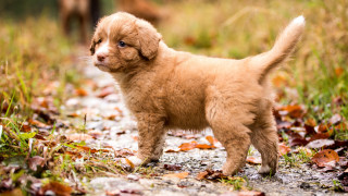 Small brown puppy autumn leaves 2 - a dirt road next free wallpaper