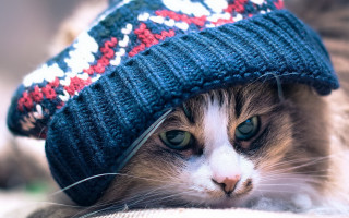 Cat blue hat couch winter - brian snøddy free wallpaper