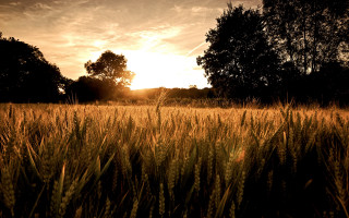 Sunset grass trees lake mountains - the background and trees free wallpaper