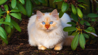 White cat blue eyes bush - symmetrical eye free wallpaper