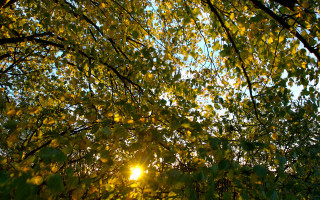 Sunshine through leaves forest autumn - free light wallpaper