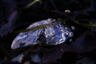 Rock plant ground dark leaves 2 - the ground in the dark free wallpaper