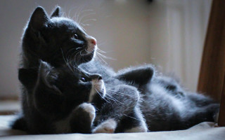 Cat kitten playing bed vanitas 2 - vanita free wallpaper