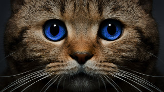 Blue eyed cat closeup photorealistic - free textures wallpaper