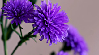 Purple flower macro bokeh blurry - elaine hamilton free wallpaper