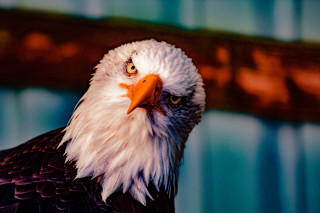 Bald eagle red beak white - a red beak free wallpaper