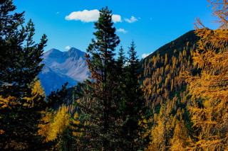 Mountain range trees blue sky - free forest wallpaper