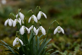 White flowers mossy ground butterfly - green stem free wallpaper