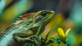 Green lizard branch leaves flowers - a green lizard free wallpaper
