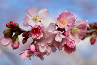 Pink flowers blooming tree blue - a branch of a tree free wallpaper