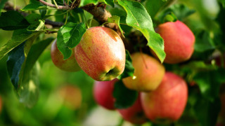 Apples hanging leaves 3d bokeh - fall vibrancy free wallpaper
