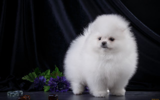Small white dog purple hydrangea - professional photo free wallpaper