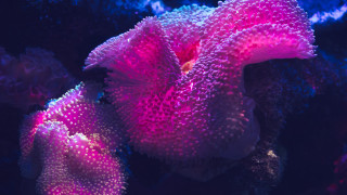 Coral fluorescent galaxy aurora night - fluorescent color free wallpaper