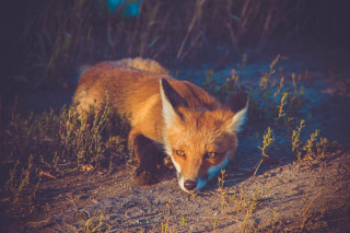 Fox woods grass weeds night - a fox free wallpaper