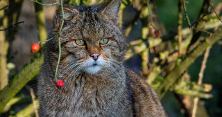 Cat tree berries sad bokeh - berry free wallpaper