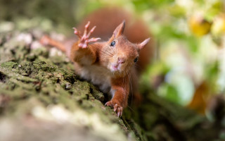 Red squirrel on tree trunk - free forest wallpaper