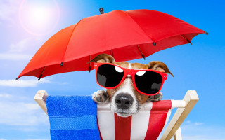 Dog sunglasses beach chair umbrella 2 - a beach chair free wallpaper