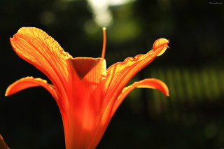 Flower burn macro shallow depth - a blurry background behind free wallpaper