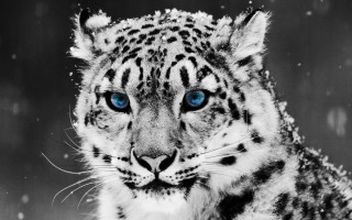 Snow leopard blue eyes snow 5 - snow free wallpaper for desktop