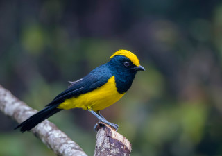 Yellow blue bird forest bokeh - primitivism free wallpaper